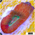 Rose Lips Favia