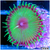 Flytrap Palys Multiples Available