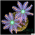 Firework Clove Polyps Multiples Available