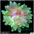 Acid Wash Bubble Tip Anemone Multiples Available