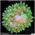Acid Wash Bubble Tip Anemone Multiples Available