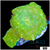 Nuclear Discosoma Mushroom