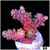 Grape Tort Acropora