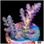 Jewel Melt Acropora