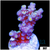 Rainbow Fusion Tenuis Acropora