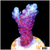 Strawberry tort Acropora