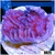Purple Haze Monti