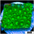 Nuclear Leptastrea
