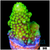 Lime Secale Acropora