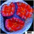 Rainbow Peppermint Acan Lord