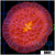 Aussie Orange Volcano Plate Coral