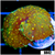 Yellow Spotted Discosoma