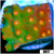 Indo Meteor Shower Cyphastrea