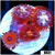 Icy Hot Zoas