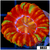 Aussie Rainbow Inferno Button Scoly