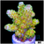 Nuclear Eyes Acropora