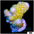 Nuclear Eyes Acropora