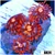 Star Fire Zoas