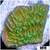 Nuclear Plating Monti