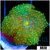 Yellow Spotted Discosoma