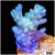 Ice tort Acropora