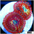 White Zombies Zoanthids
