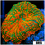 Flaming Rhodactis Mushroom
