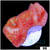 Peach Barabattoia Favia