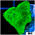 Indo Kryptonite Discosoma