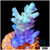 Ice tort Acropora
