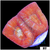 Peach Barabattoia Favia