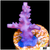Strawberry tort Acropora