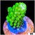 Lime Secale Acropora