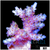 Wolverine Acropora