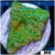 Nuclear Plating Monti
