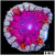 ASD Rose Rock Flower Anemone