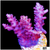 Grape Tort Acropora