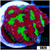 War Coral Favia