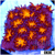 Orenji Eye Leptastrea