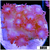 Enchanted Goni
