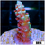 Homegrown Cherry Bomb Acropora