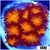 Orenji Eye Leptastrea