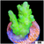 Alien Slime Acropora
