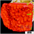 Grafted Montipora