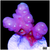 Aussie Bubble Tip Acropora