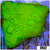 Neon Monti Cap