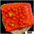 Grafted Montipora