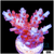 Rose Thorns Acropora