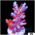 Rose Thorns Acropora