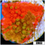 Grafted Montipora